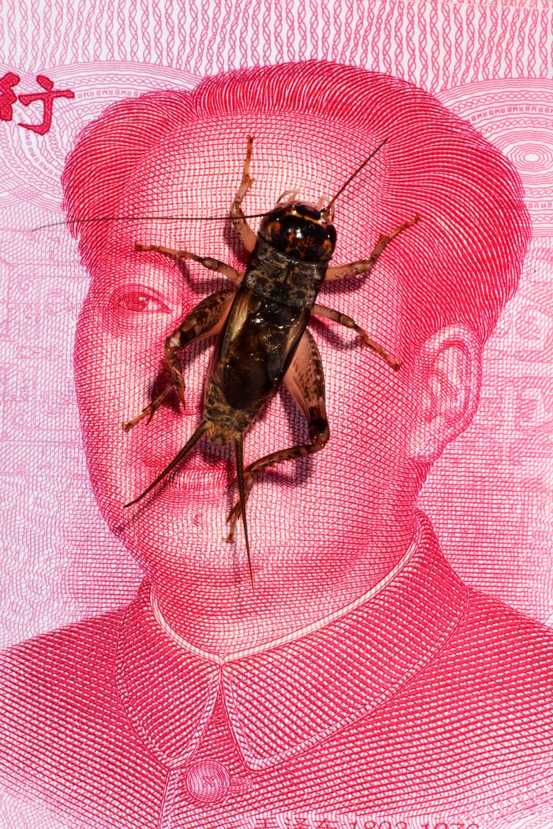 © Laurence Kubski - Image from the Crickets photography project