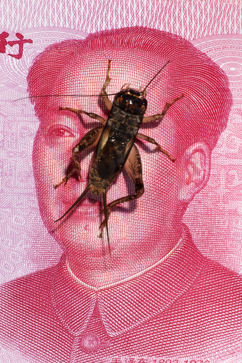 © Laurence Kubski - Image from the Crickets photography project