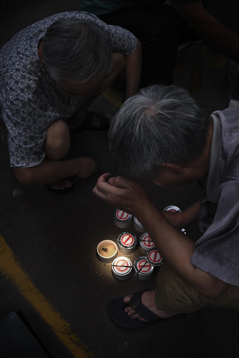 © Laurence Kubski - Image from the Crickets photography project