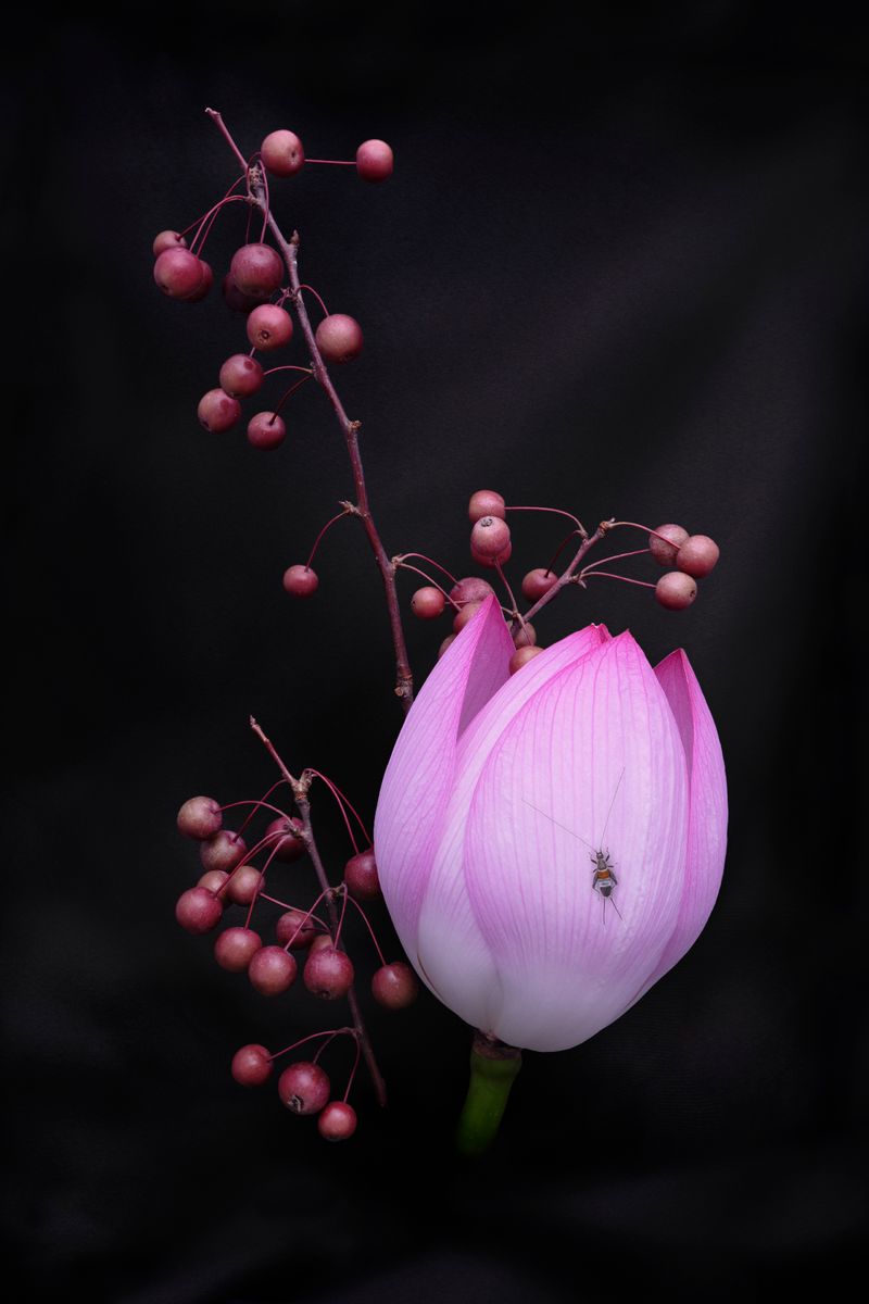 © Laurence Kubski - Image from the Crickets photography project