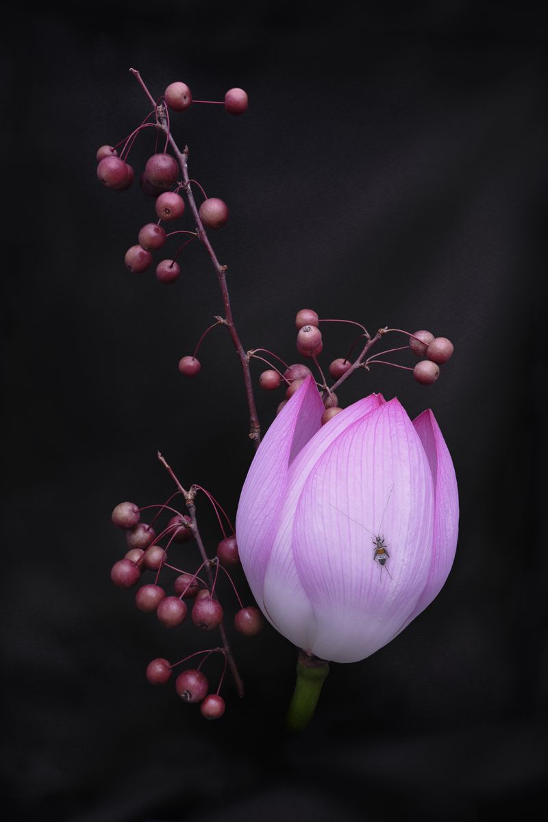 © Laurence Kubski - Image from the Crickets photography project