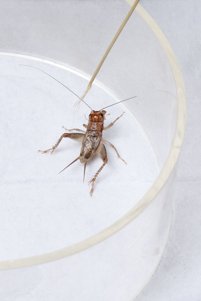 © Laurence Kubski - Image from the Crickets photography project