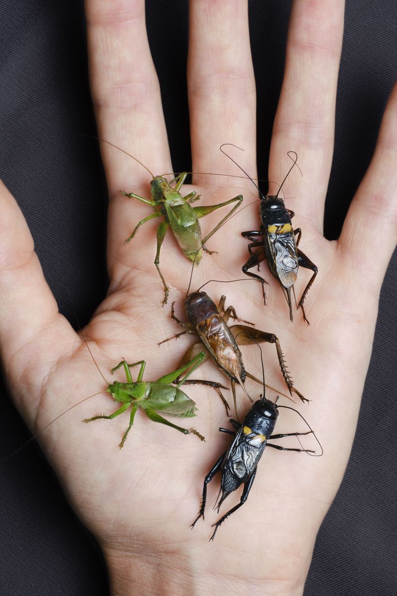 © Laurence Kubski - Image from the Crickets photography project