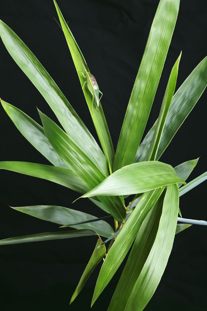 © Laurence Kubski - Image from the Crickets photography project