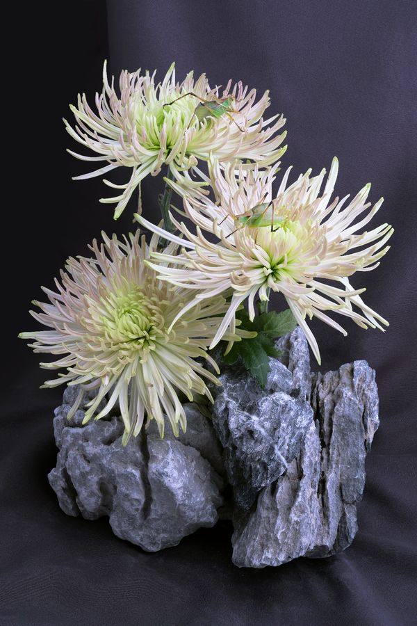 © Laurence Kubski - Image from the Crickets photography project