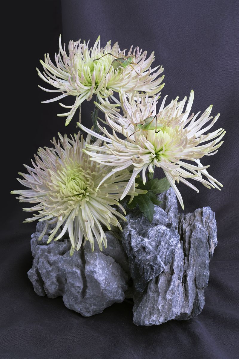 © Laurence Kubski - Image from the Crickets photography project