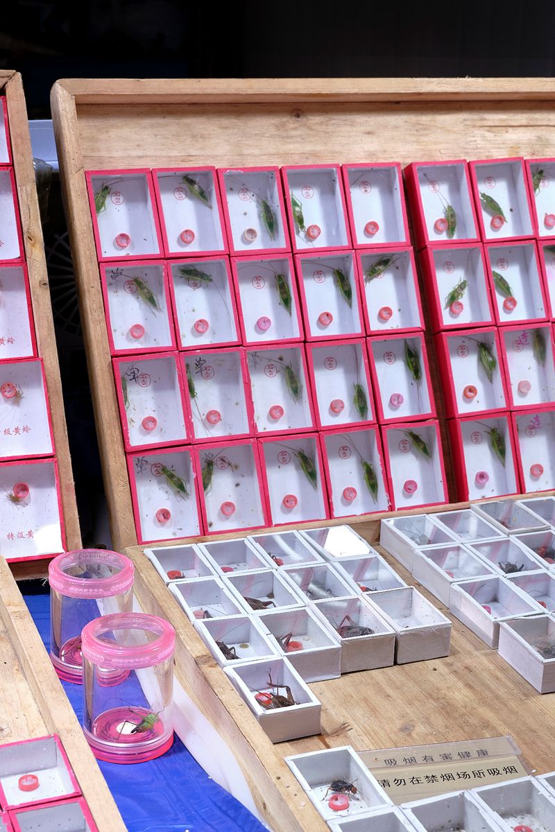 © Laurence Kubski - Image from the Crickets photography project