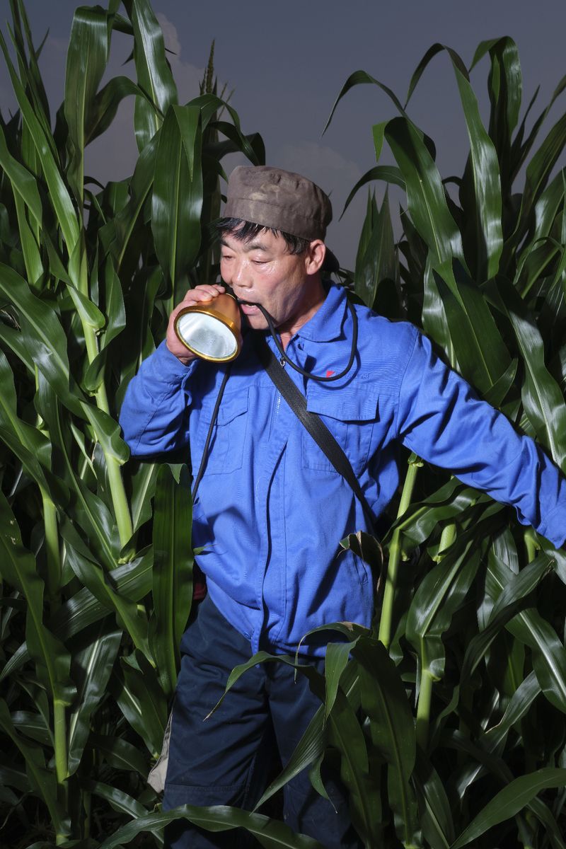 © Laurence Kubski - Image from the Crickets photography project