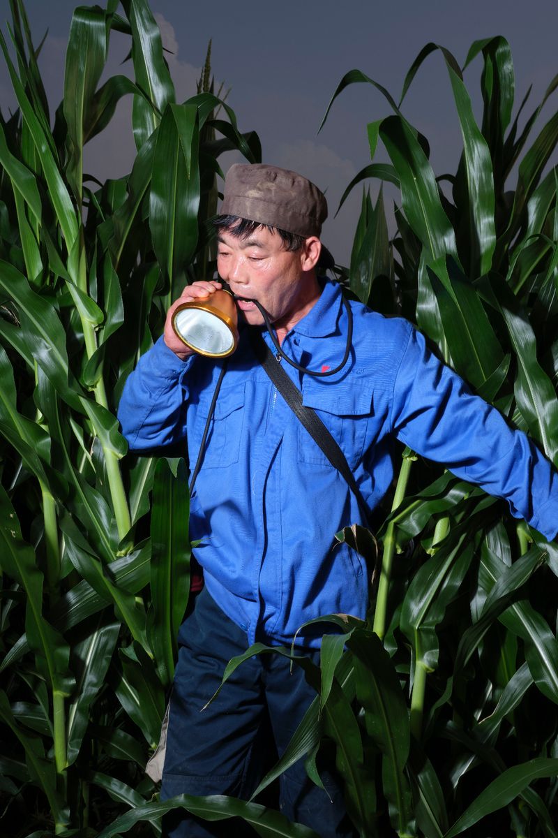 © Laurence Kubski - Image from the Crickets photography project