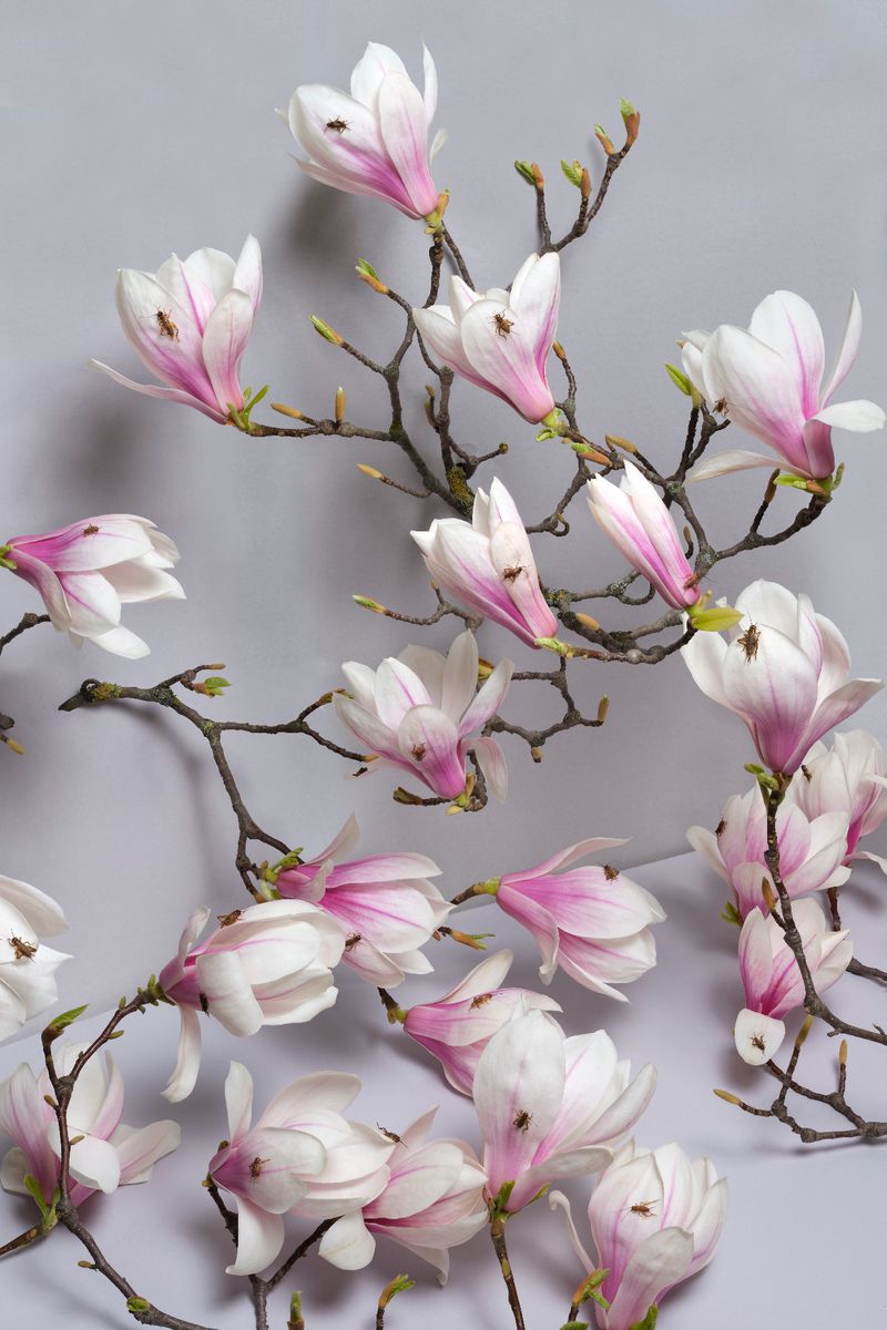 © Laurence Kubski - Image from the Crickets photography project