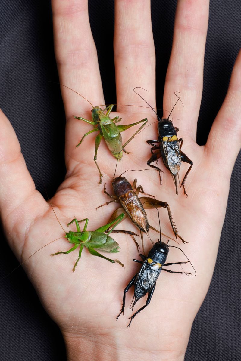 © Laurence Kubski - Image from the Crickets photography project