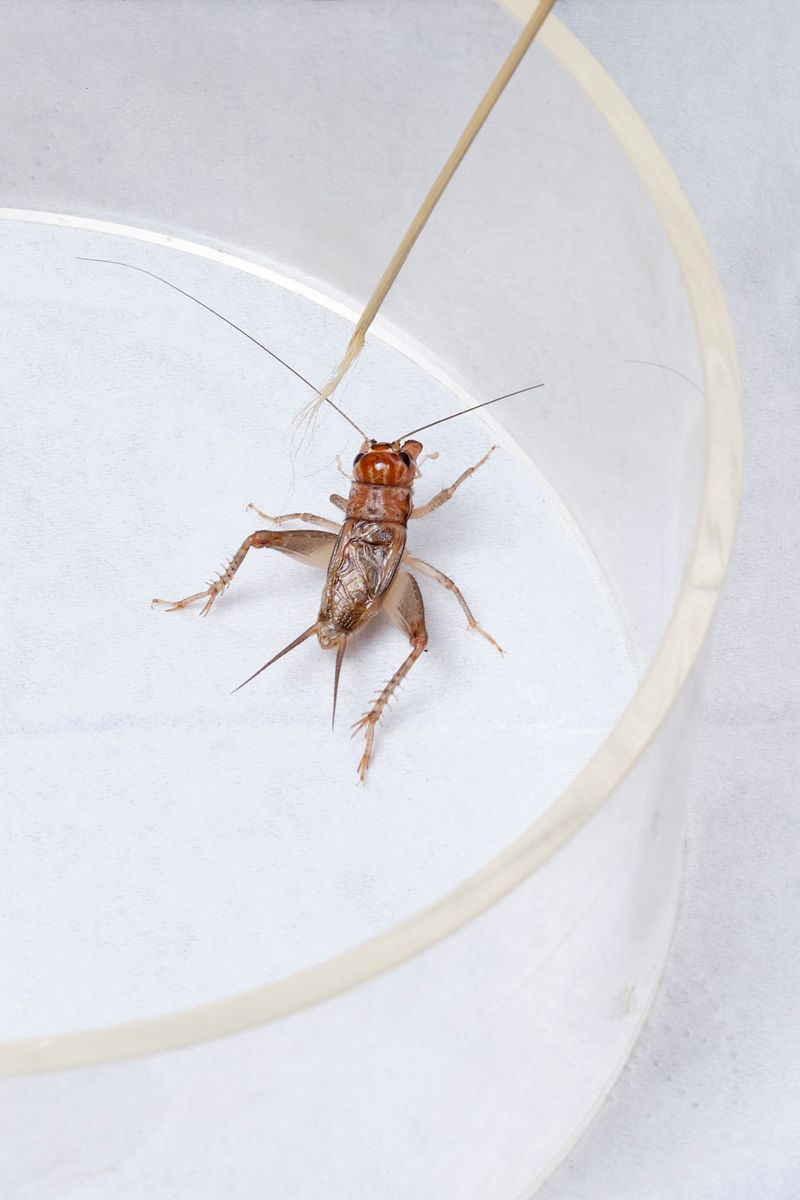 © Laurence Kubski - Image from the Crickets photography project