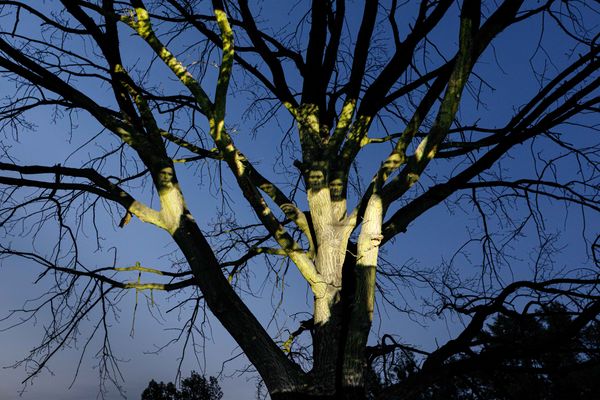 © Katerina Kouzmitcheva - Projection of the wedding photo from Pruzhany, Belarus of 1929 (Veha project archive) on the trees in Wroclaw, Poland