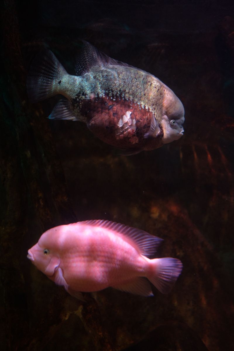 © Katerina Kouzmitcheva - Image from the Sorry for the lack of contact photography project