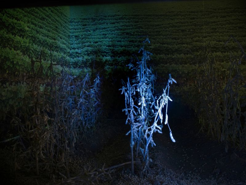 © Nicolas Pousthomis - Image from the Soya landscapes photography project