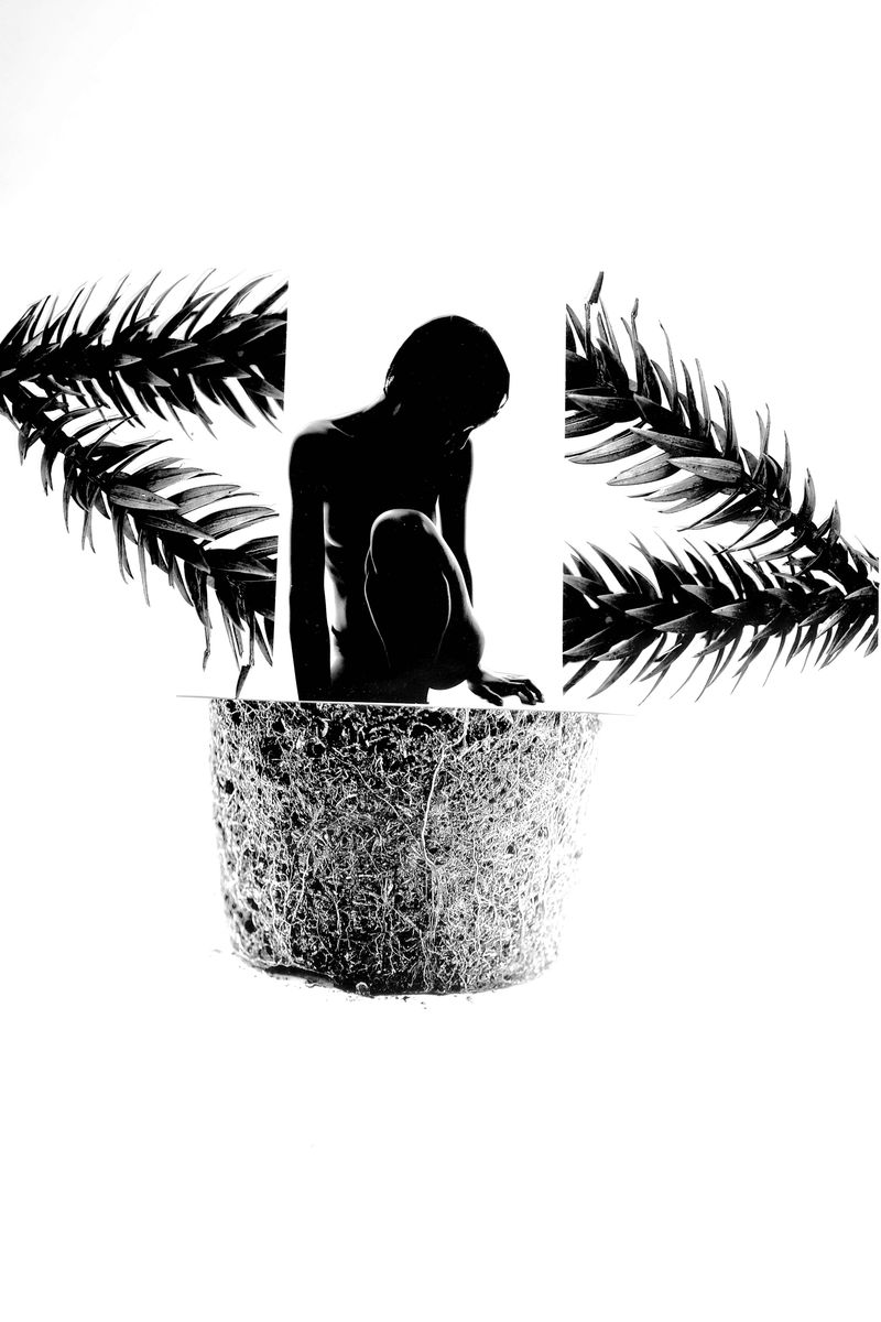 © BARBARA MINISHI - As You Seed, So You Shall Germinate.