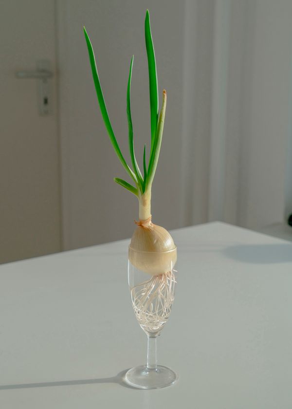 © Moritz Jekat - Growing Negi