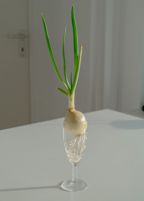 © Moritz Jekat - Growing Negi