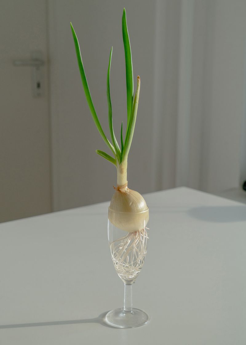 © Moritz Jekat - Growing Negi