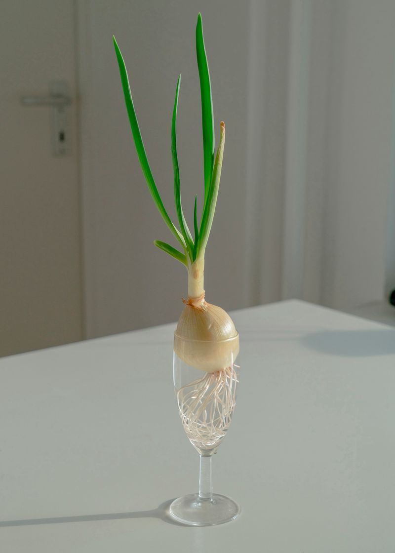 © Moritz Jekat - Growing Negi