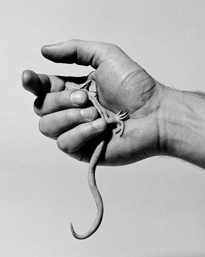 © Giulia Parlato - Lizard, Giclée print, 59.4x42 cm