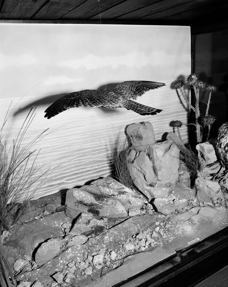 © Giulia Parlato - Falcon, Giclée print, 100x80 cm