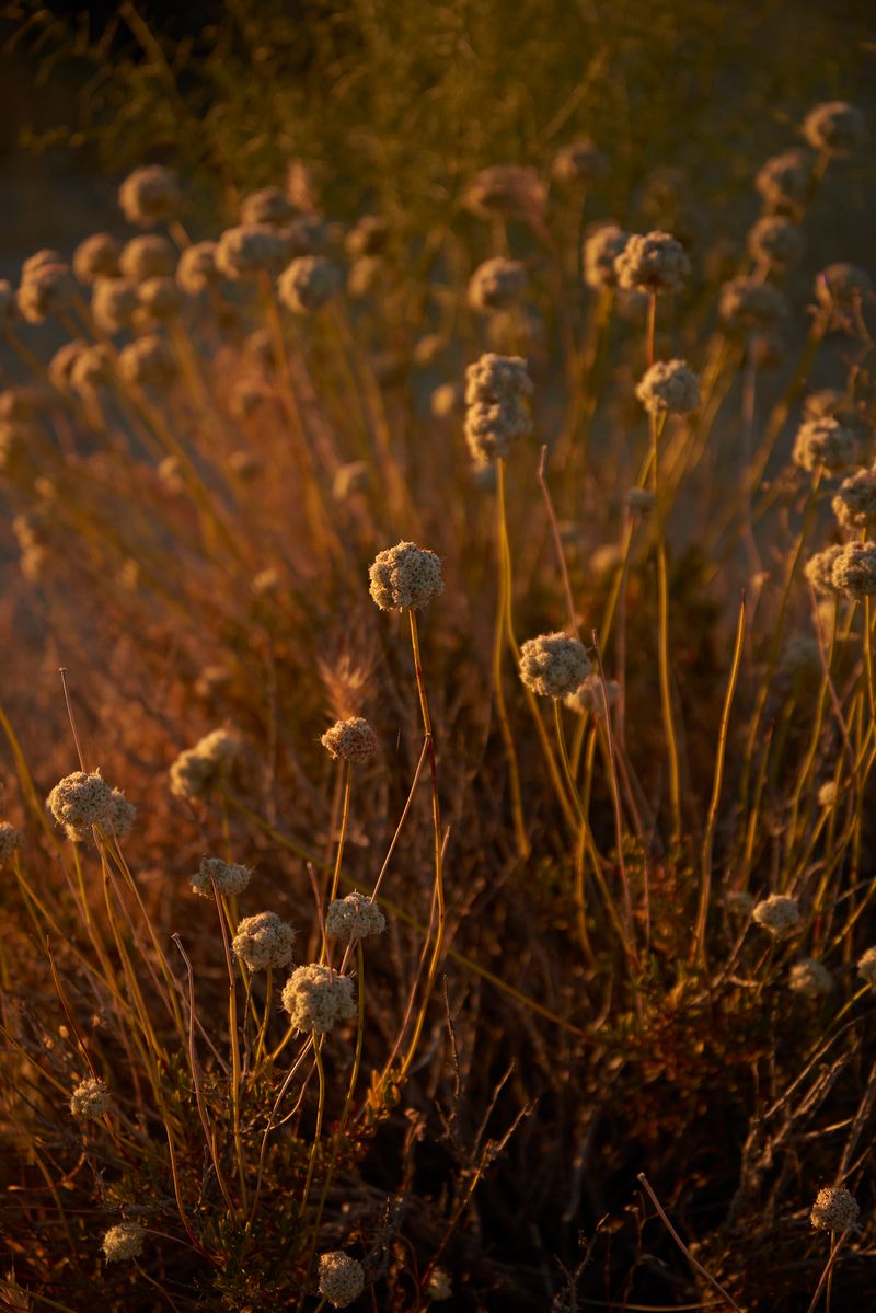 © Tanya Houghton - Trail flowers, GCNP