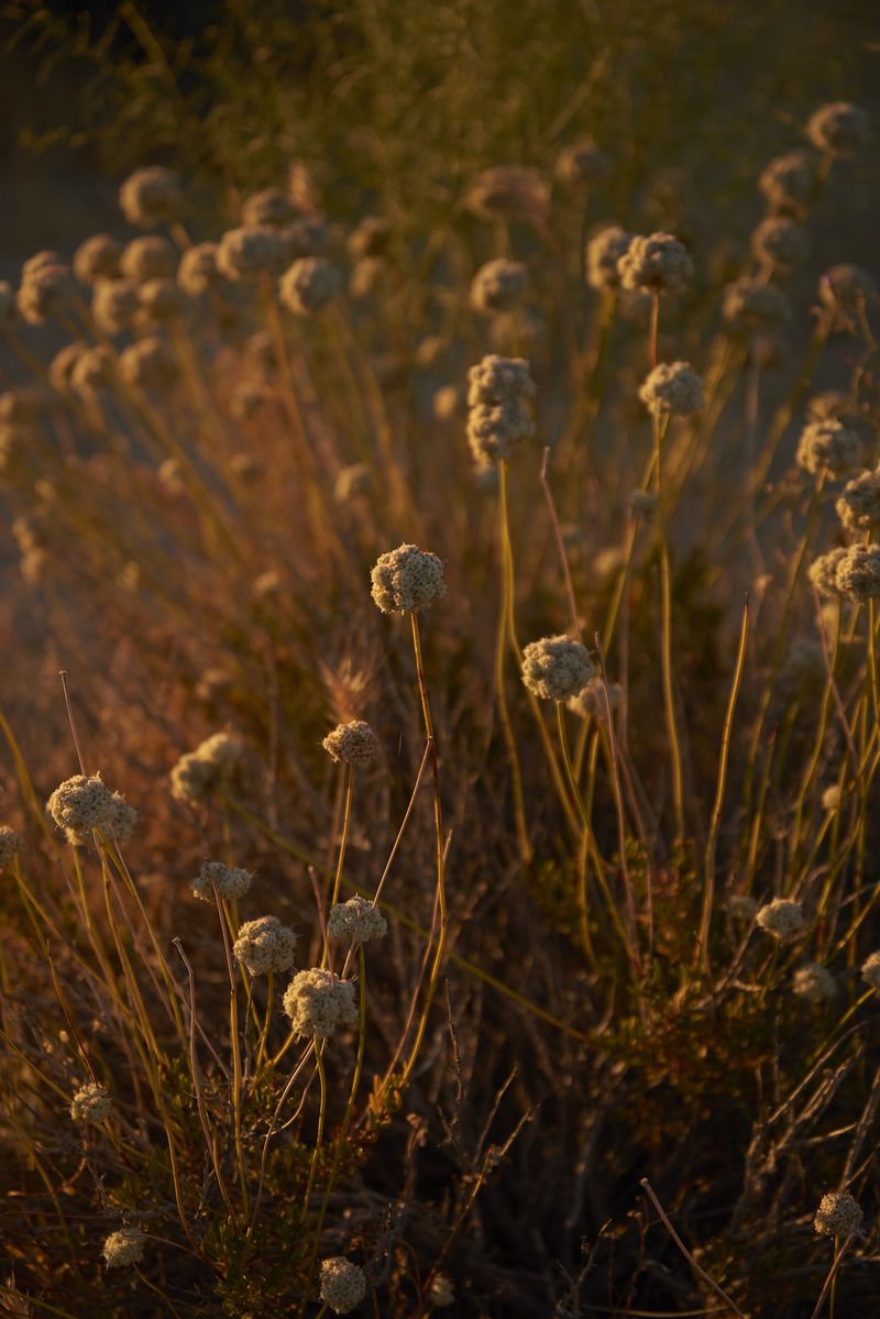 © Tanya Houghton - Trail flowers, GCNP
