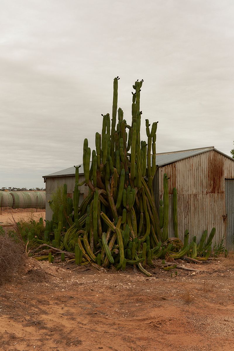 © Tanya Houghton - Image from the Songlines of the HERE+NOW photography project