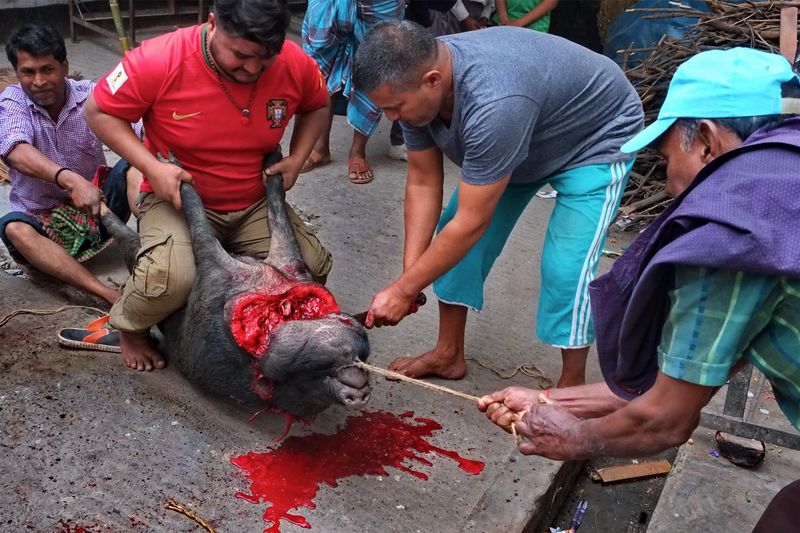 © Saiful Amin Kazal - sacrifice, a ritual ceremony by a hindu dalit family