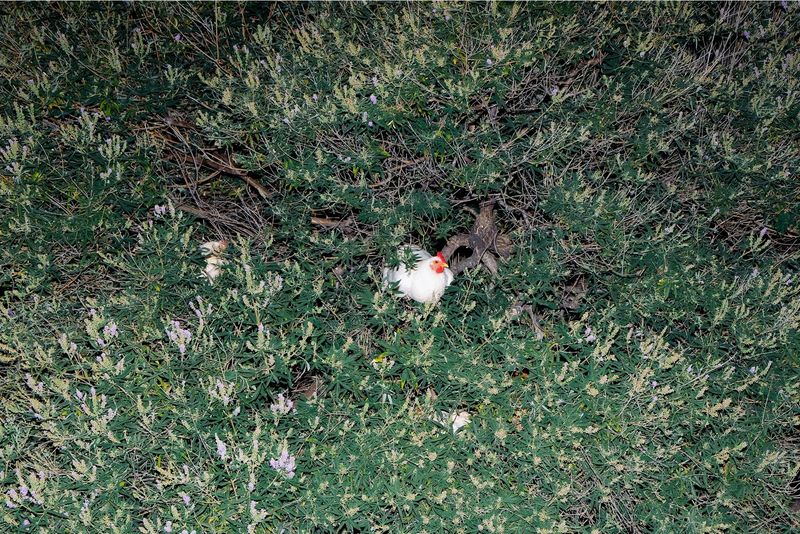 © VASSILIS VASILEIOU - Image from the The voice of the cicada photography project