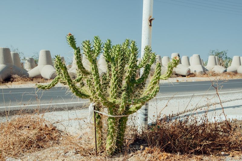 © VASSILIS VASILEIOU - Image from the The voice of the cicada photography project