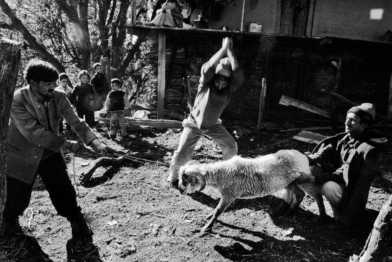 © Harikrishna Katragadda - A ritual sacrifice to appease the village deity, who symbolically presides over Malana's governance.