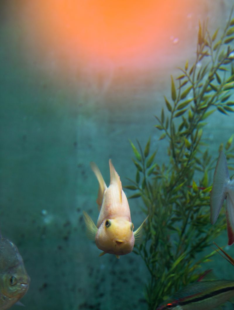© Hertta Kiiski - Sad fish, 2018