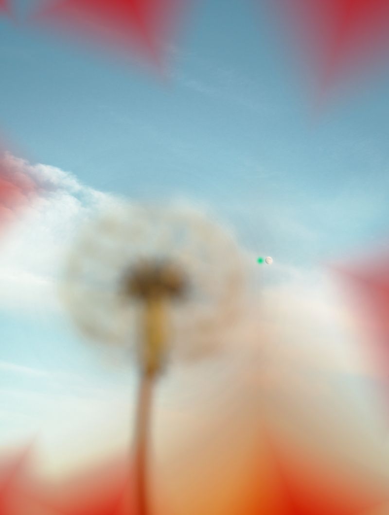 © Hertta Kiiski - Dandelion and moon, 2022