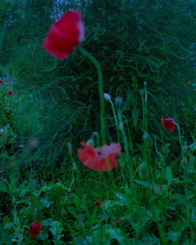 © Hertta Kiiski - June midnight poppy watching, 2022