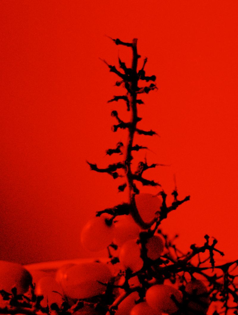 © Hertta Kiiski - Night grapes, 2023