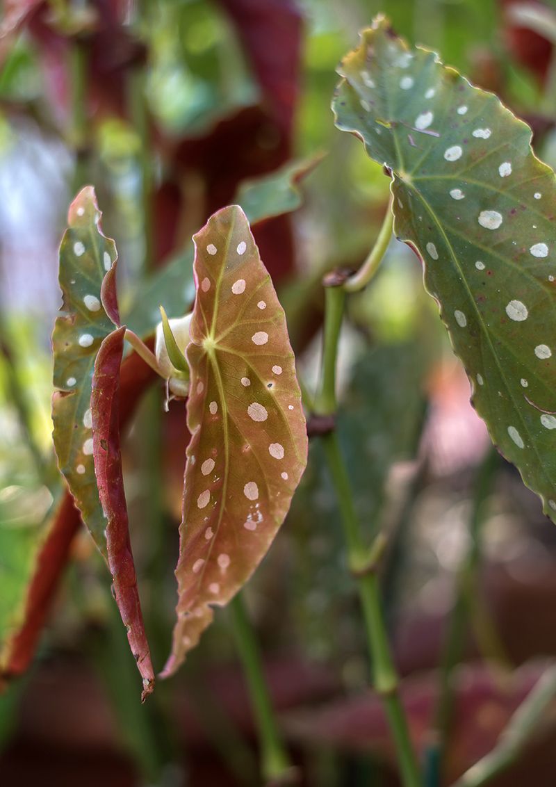 © Camila Falcão - plants from Nube's gardem