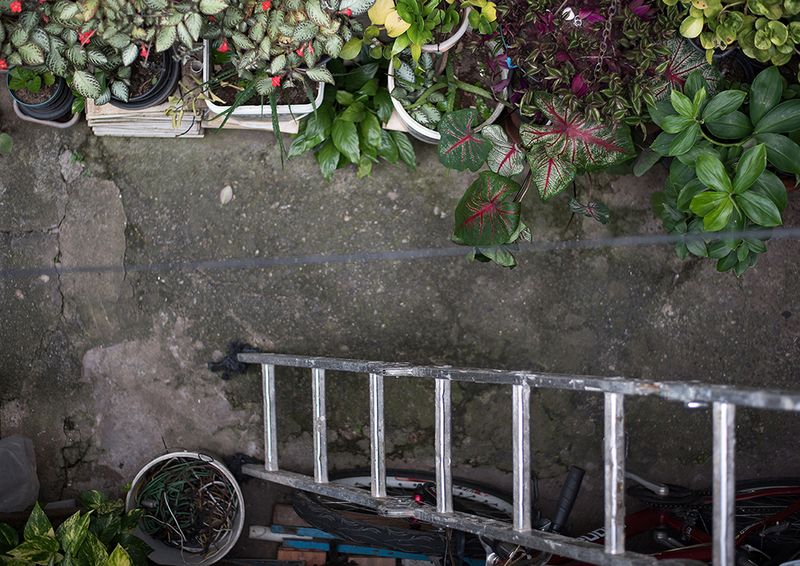 © Camila Falcão - plants and ledder leading to Havenna's house slab