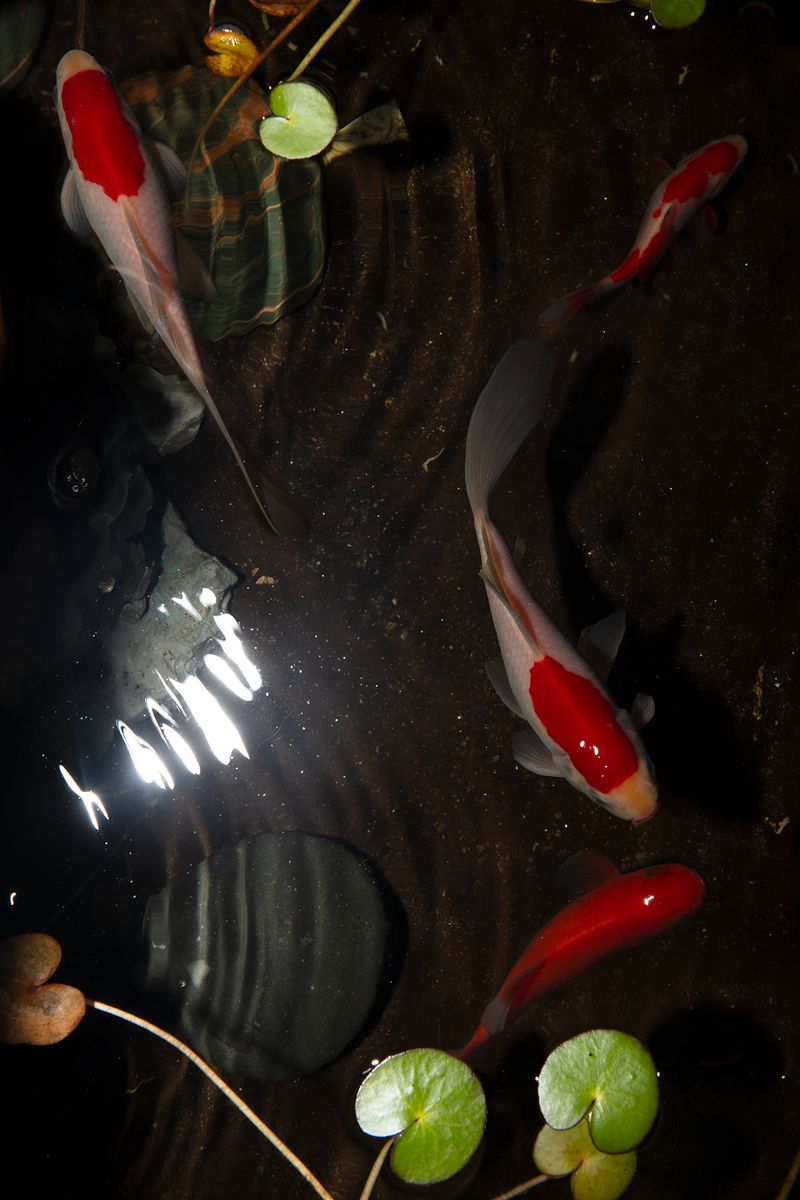 © Stefanie Langenhoven - Image from the The Extraordinary Beauty of Ginger Haired Girls photography project