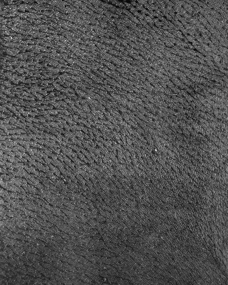 © riel Sturchio and Bianca Sturchio - Image from the skin prints photography project