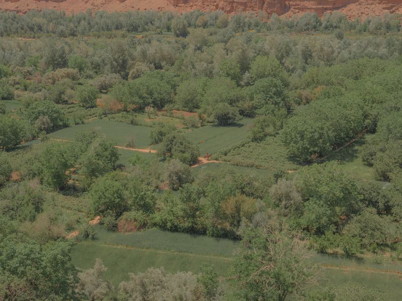 © Teresa Freitas - Image from the Flower(s) / A cloud poured its blue over the orchard photography project