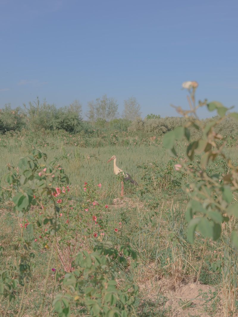 © Teresa Freitas - Image from the Flower(s) / A cloud poured its blue over the orchard photography project