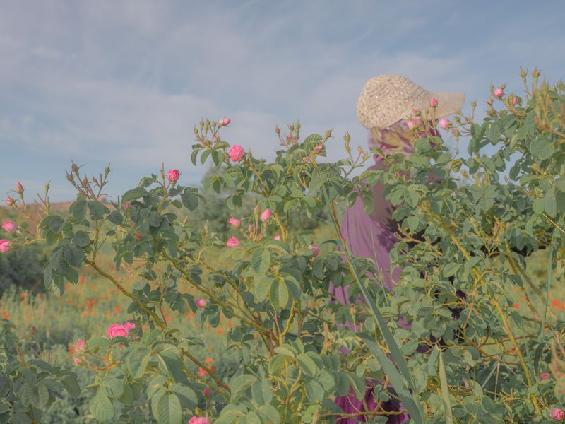 © Teresa Freitas - Image from the Flower(s) / A cloud poured its blue over the orchard photography project