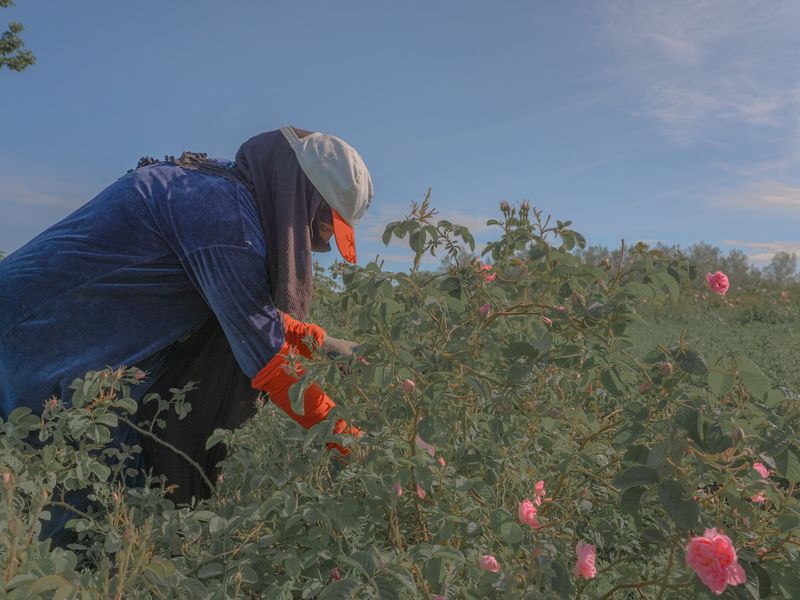 © Teresa Freitas - Roses in hand, 2023
