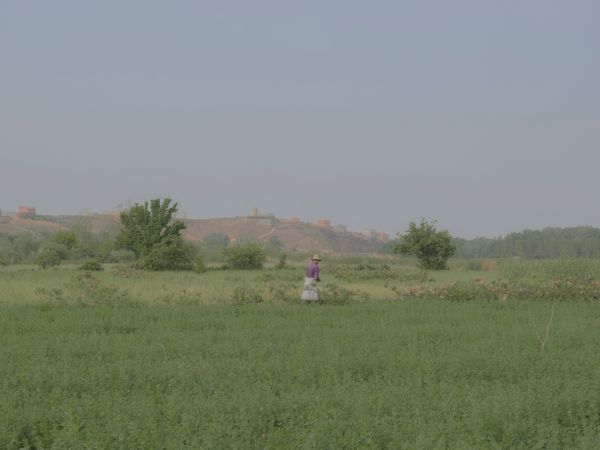 © Teresa Freitas - Image from the Flower(s) / A cloud poured its blue over the orchard photography project