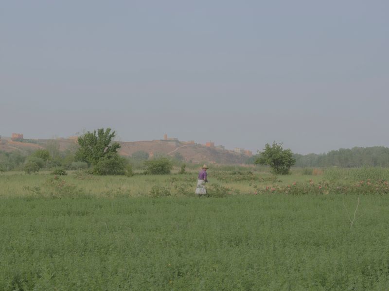 © Teresa Freitas - Image from the Flower(s) / A cloud poured its blue over the orchard photography project