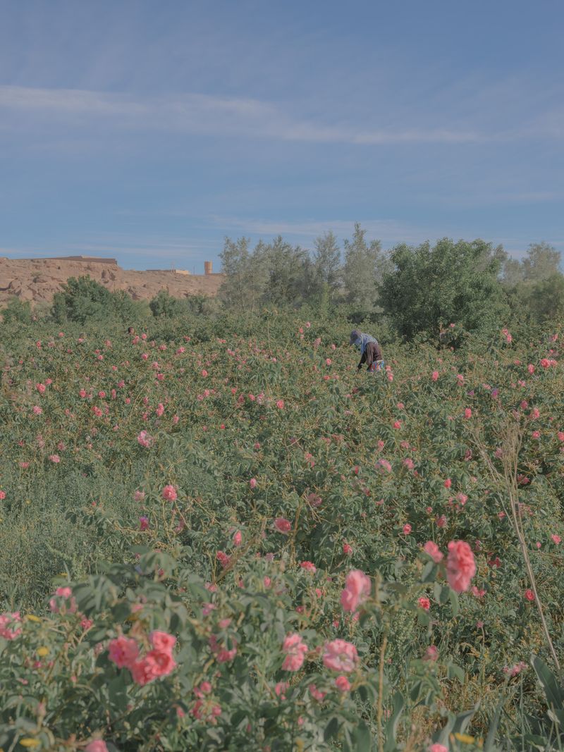 © Teresa Freitas - Image from the Flower(s) / A cloud poured its blue over the orchard photography project