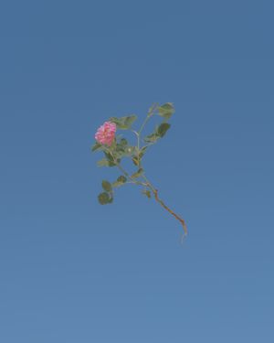 Flower(s) / A cloud poured its blue over the orchard