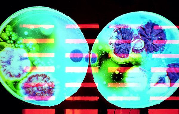 © Ana Garrido - Are bacteria meant to be this beautifull?